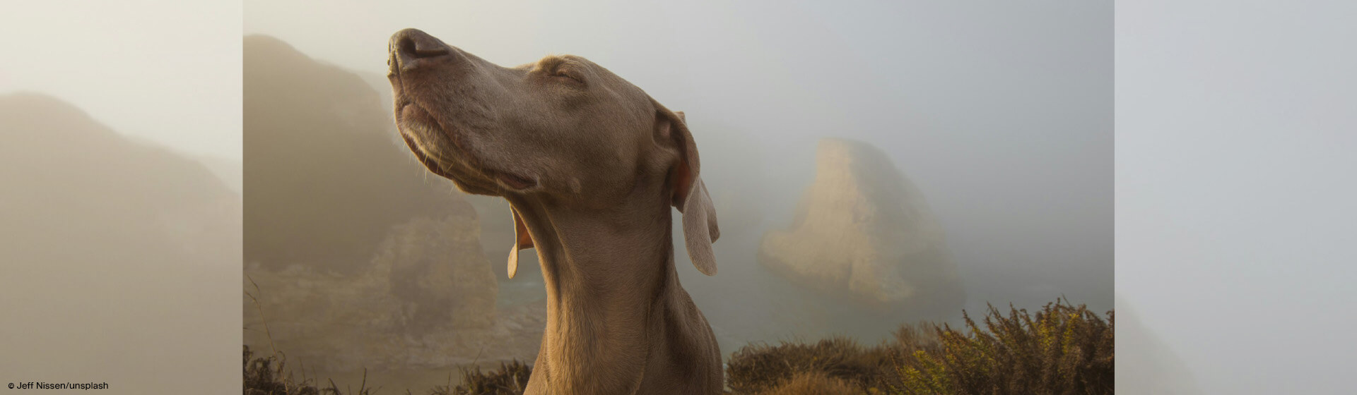 Hund reckt Nase in die Luft und schnüffelt