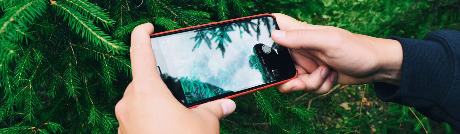 Nadelbaum wird zur Bestimmung mit Smartphone fotografiert